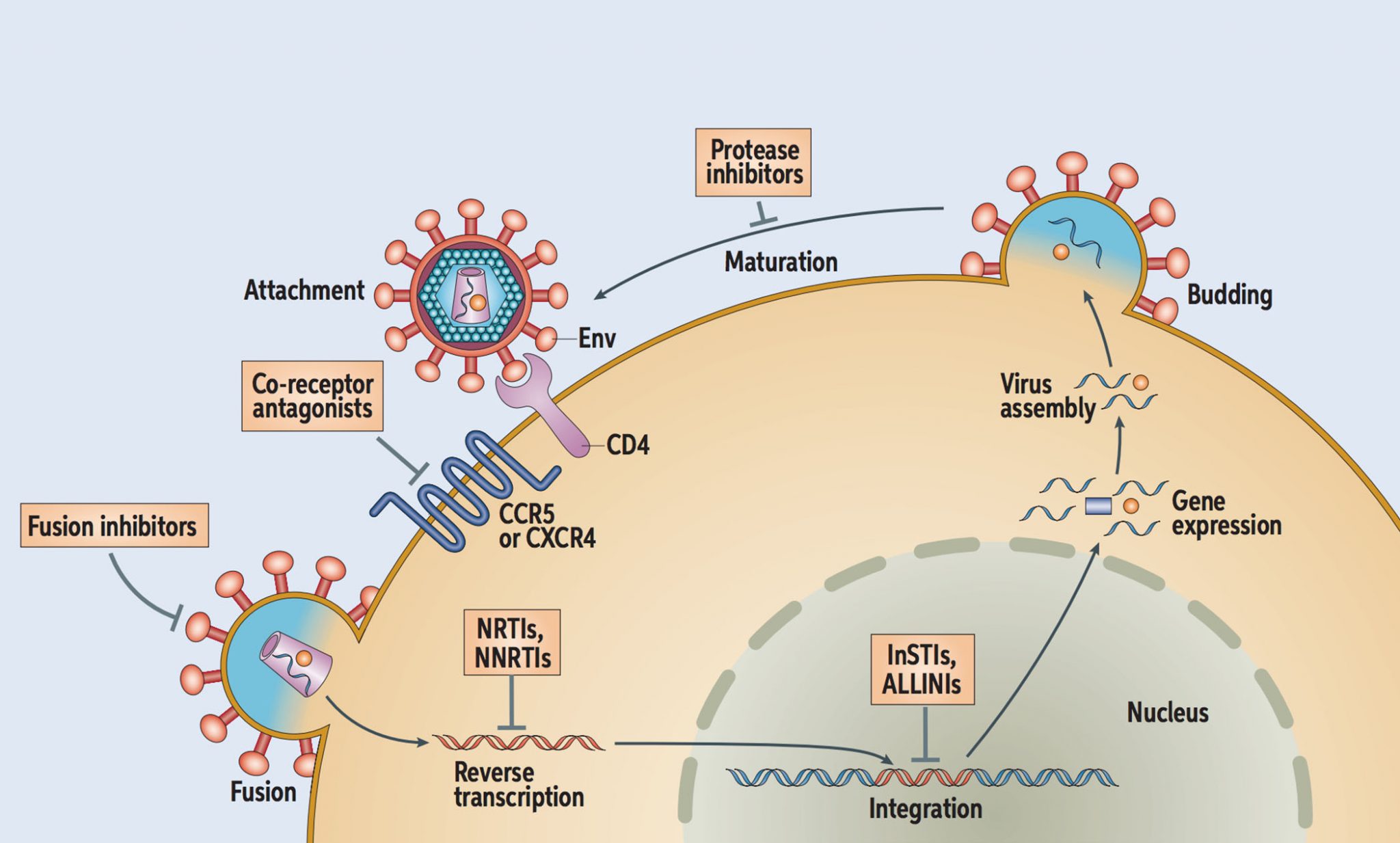 HIV Life Cycle & Medications at Work CISWH Training Site